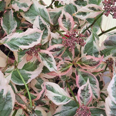 Hydrangea Serrata Euphoria Pink image 0