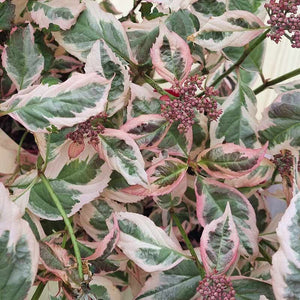 Hydrangea Serrata Euphoria Pink image 0