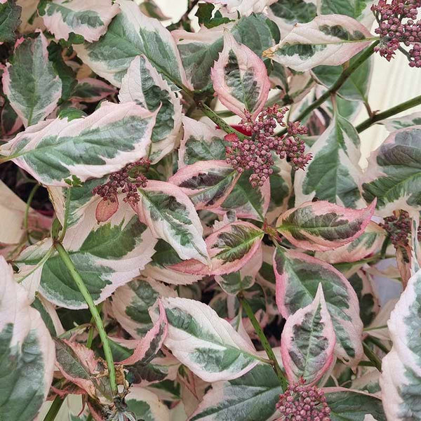 Hydrangea Serrata Euphoria Pink image 0