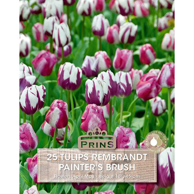 Tulip 'Painter's Brush' (25 bulbs) image 0