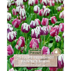 Tulip 'Painter's Brush' (25 bulbs) image 0