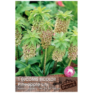 Eucomis bicolour 'Pineapple Lily' (1 bulb) image 0