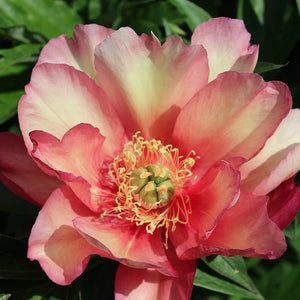 Peony 'Julia Rose' image 0