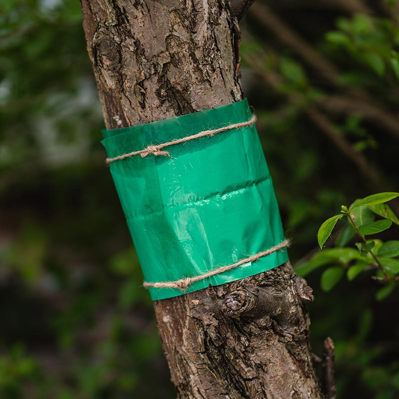 Westland Growing Success Glue Band Traps 1.75m image 0