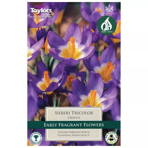 Crocus sieberi 'Tricolour' (12 bulbs) image 0