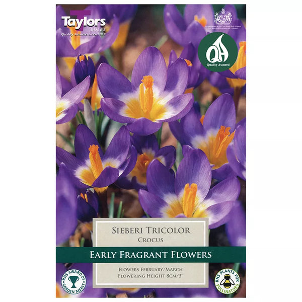 Crocus sieberi 'Tricolour' (12 bulbs) image 0