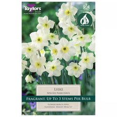 Narcissus 'Lieke' Daffodils (8 bulbs) image 0