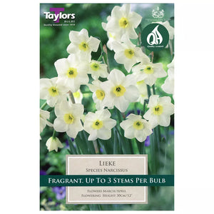 Narcissus 'Lieke' Daffodils (8 bulbs) image 0