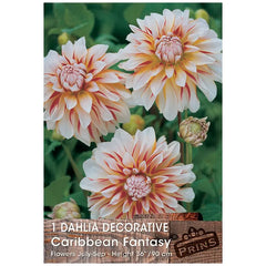 Dahlia Decorative 'Caribbean Fantasy' (1 tuber) image 0