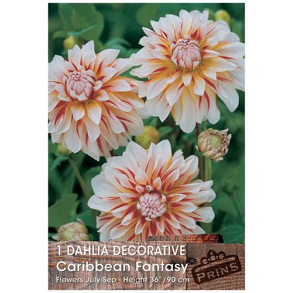 Dahlia Decorative 'Caribbean Fantasy' (1 tuber) image 0