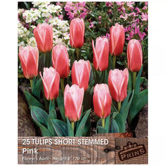 Tulip 'Short Stemmed Pink' (25 bulbs) image 0