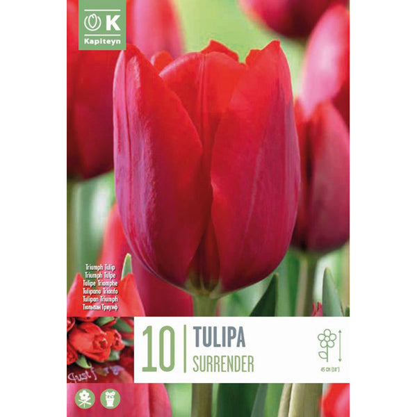 Tulip Triumph ‘Surrender’ (10 Bulbs) image 0