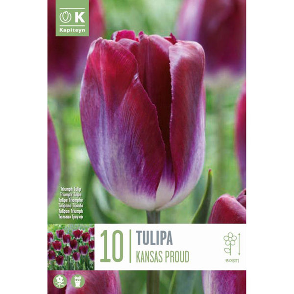 Tulip 'Kansas Proud' (10 bulbs) image 0