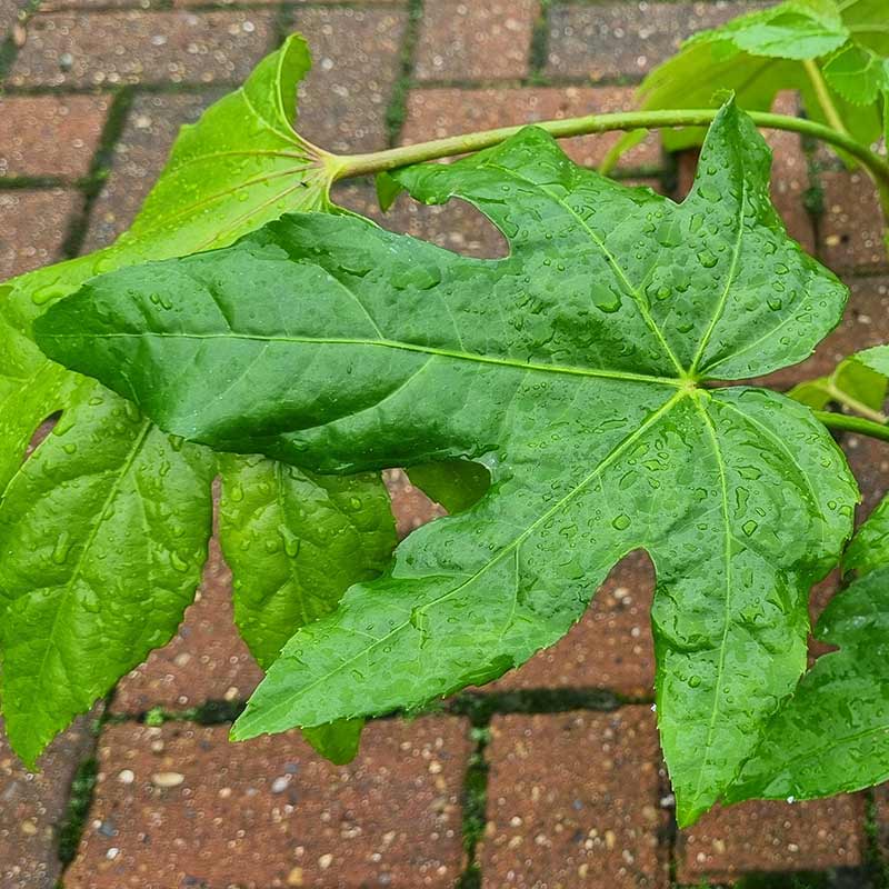 Fatsia japonica (2-Litre Pot) image 0
