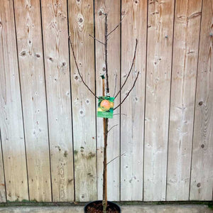 'Cox's Orange Pippin' Apple Tree (12-Litre Pot) image 1