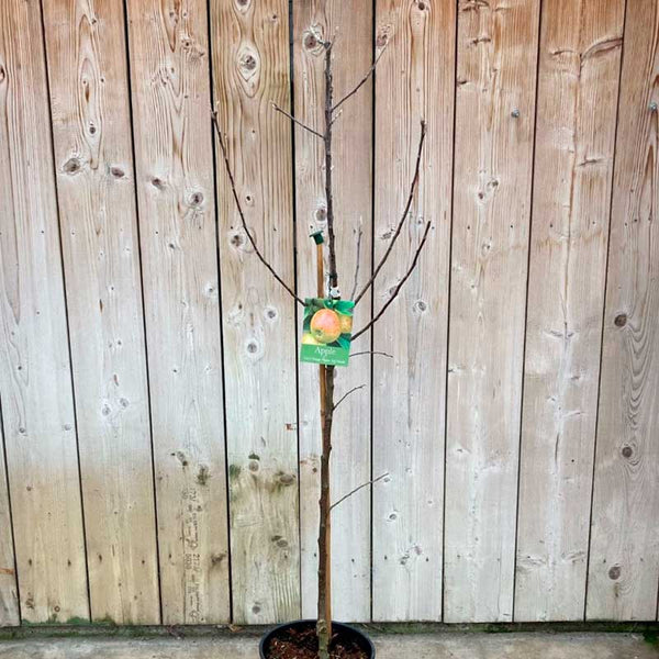 'Cox's Orange Pippin' Apple Tree (12-Litre Pot) image 1