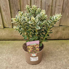 Hebe Addenda® ‘Classic Katrina’ (2-Litre Pot) image 0