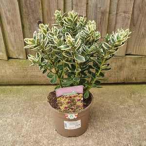 Hebe Addenda® ‘Classic Katrina’ (2-Litre Pot) image 0