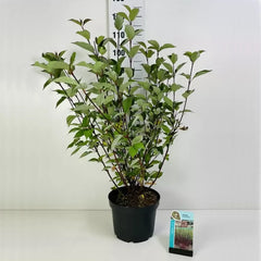Cornus alba 'Kesselringii' (10 litre) image 0