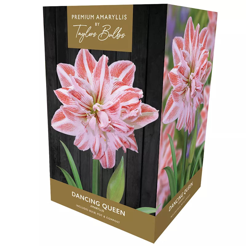 Amaryllis 'Dancing Queen' (Premium Indoor Growing Kit Gift Pack) image 0