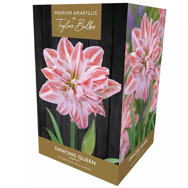 Amaryllis 'Dancing Queen' (Premium Indoor Growing Kit Gift Pack) image 0