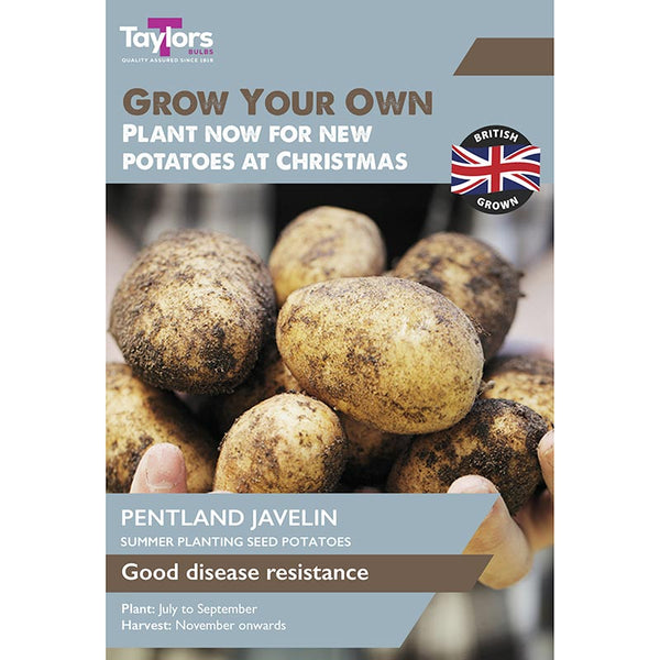 'Pentland Javelin' Christmas Harvest Summer Planting Seed Potatoes (Pack of 10) image 0