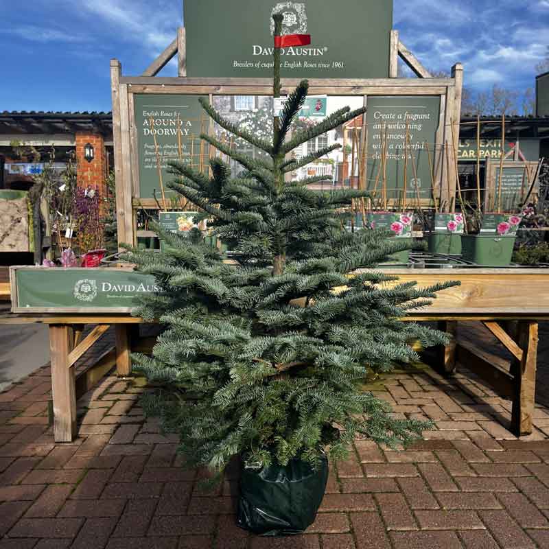 Needlefresh Noble Fir Pot Grown Christmas Tree image 0