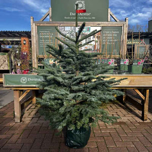 Needlefresh Noble Fir Pot Grown Christmas Tree image 1