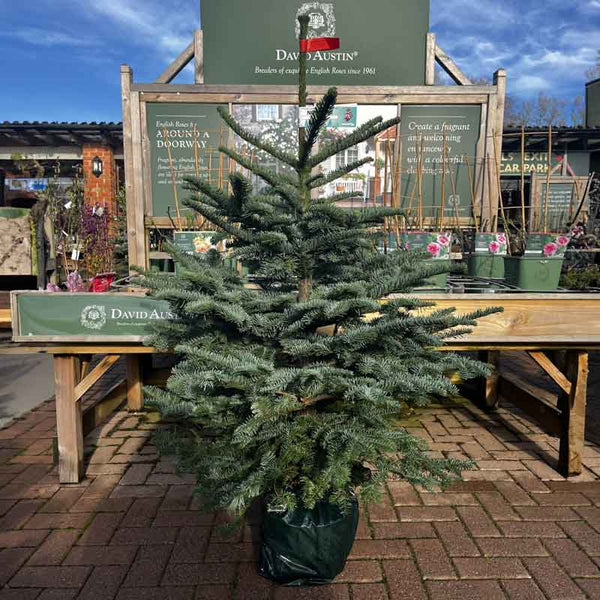 Needlefresh Noble Fir Pot Grown Christmas Tree image 1