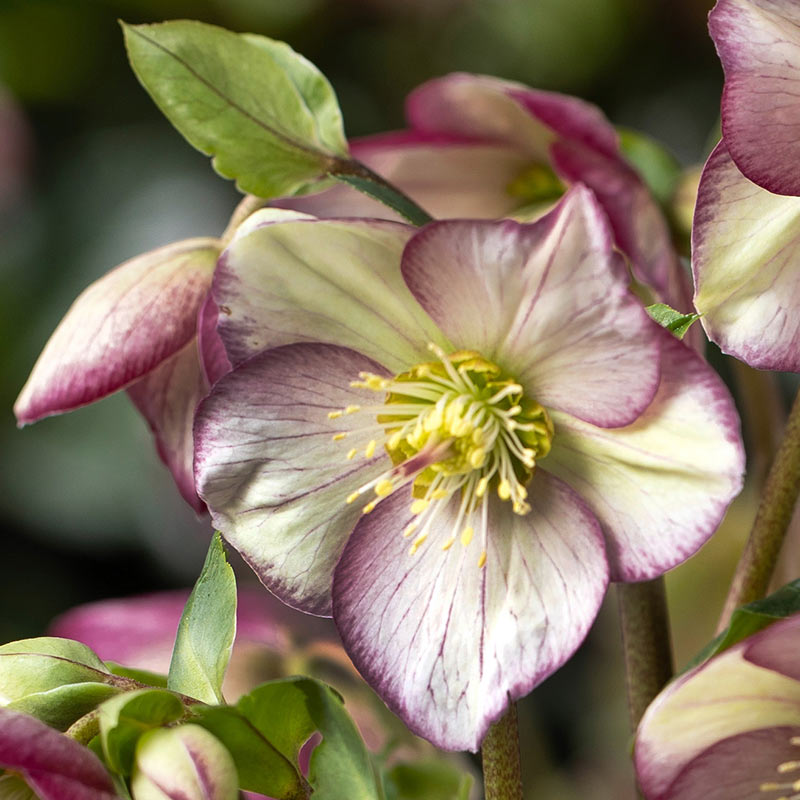 Helleborus ‘HGC Ice Breaker Bonny’ Snow Rose (2-Litre Pot) image 0