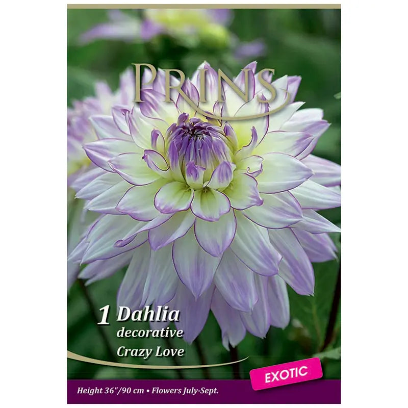 Dahlia Decorative 'Crazy Love' (1 tuber) image 0