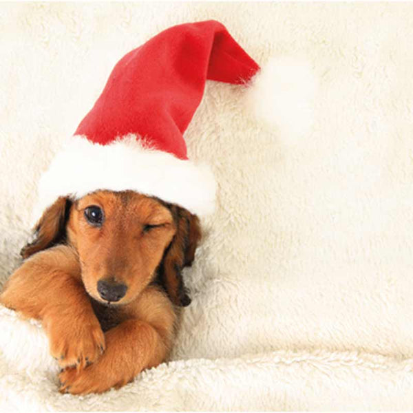 Ling Charity Christmas Cards - Festive Pup (Pack of 6) image 0