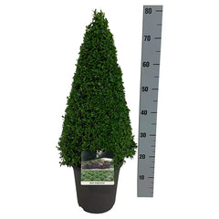 Buxus Sempervirens Topiary Pyramid - 50 - 60cm image
