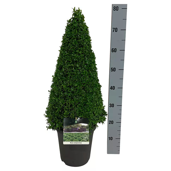 Buxus Sempervirens Topiary Pyramid - 50 - 60cm image