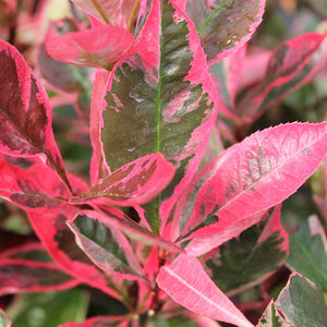 Photinia × fraseri Louise Tree (Mclarlou) (12-Litre Pot) image 0