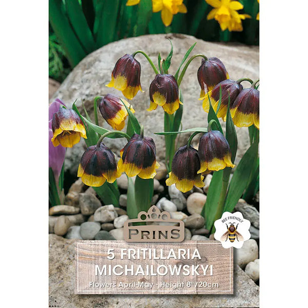 Fritillaria 'Michailowskyi' (5 bulbs) image 0