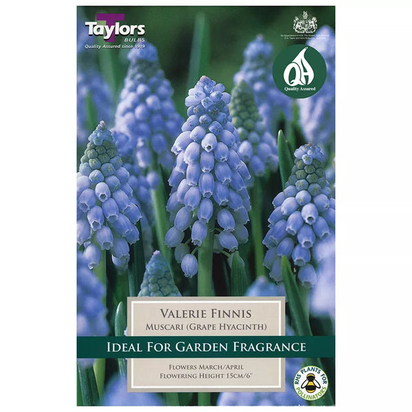Muscari armeniacum 'Valerie Finnis' (18 bulbs) image 0