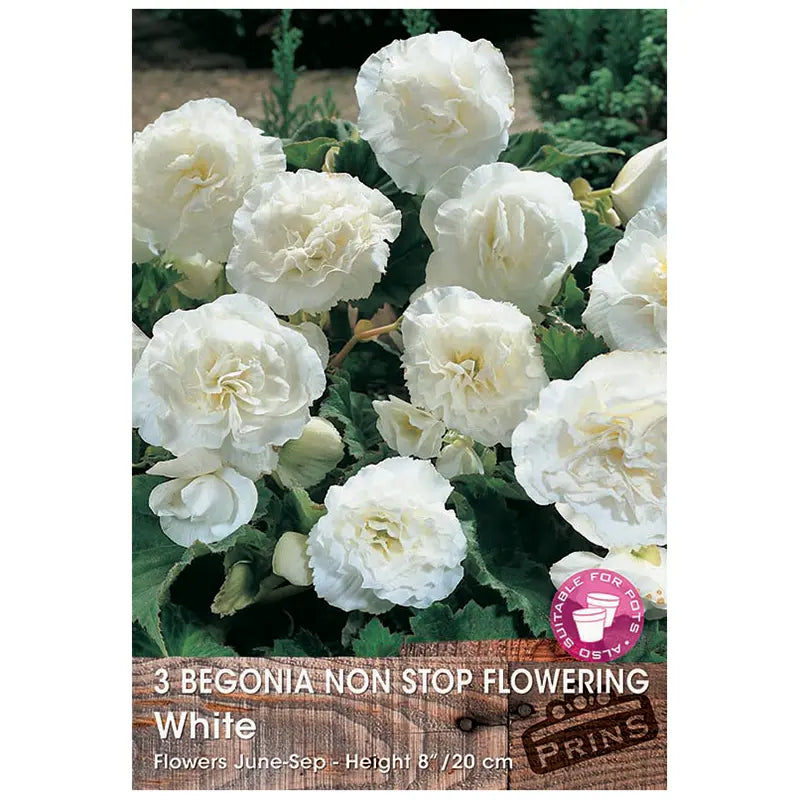 Begonia Non-stop Flowering 'White' (3 tubers) image 0