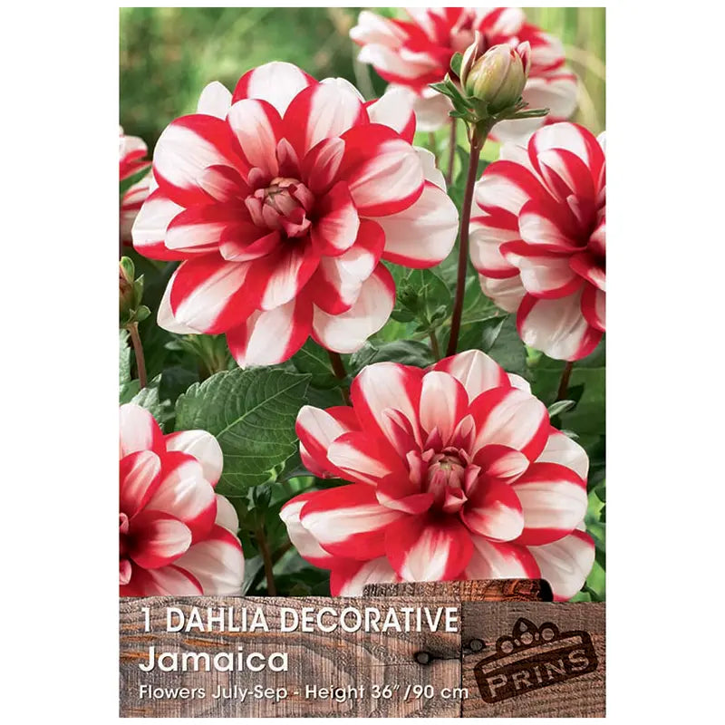 Dahlia Decorative 'Jamaica' (1 tuber) image 0