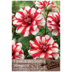 Dahlia Decorative 'Jamaica' (1 tuber) image 0
