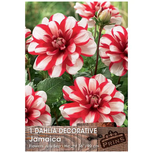 Dahlia Decorative 'Jamaica' (1 tuber) image 0