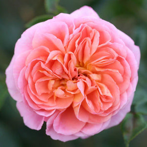 Whartons Roses ‘Pirouette’ Climbing Rose (4-Litre Pot) image 0