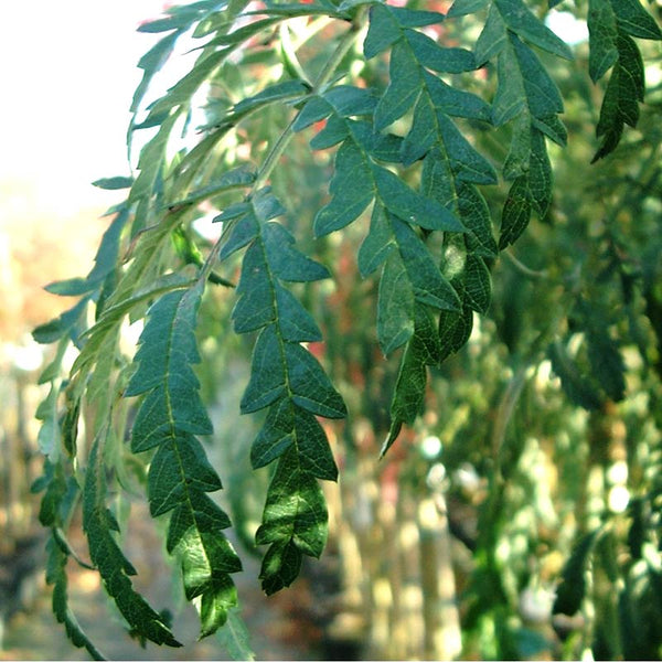 Sorbus ‘Chinese lace’ Tree (Mountain Ash) (12-Litre Pot) image 0