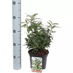 Sarcococca hookeriana var. humilis (Dwarf Sweet Box) image 0