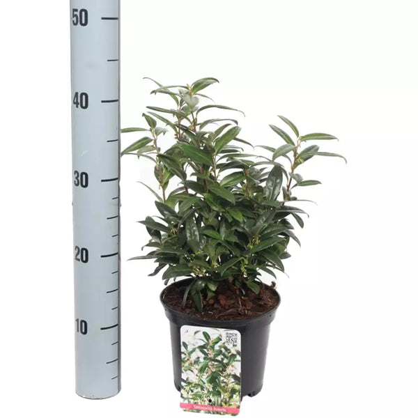 Sarcococca hookeriana var. humilis (Dwarf Sweet Box) image 0