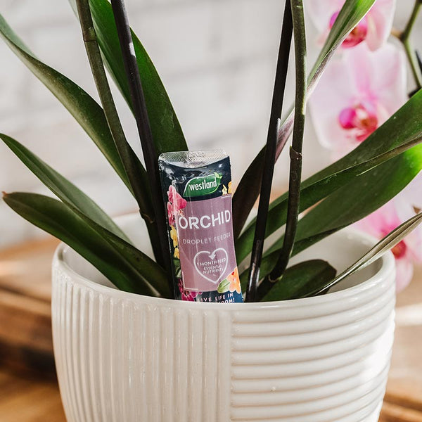Westland Liquid Droplet Feeder For Orchids (40ml) image 1