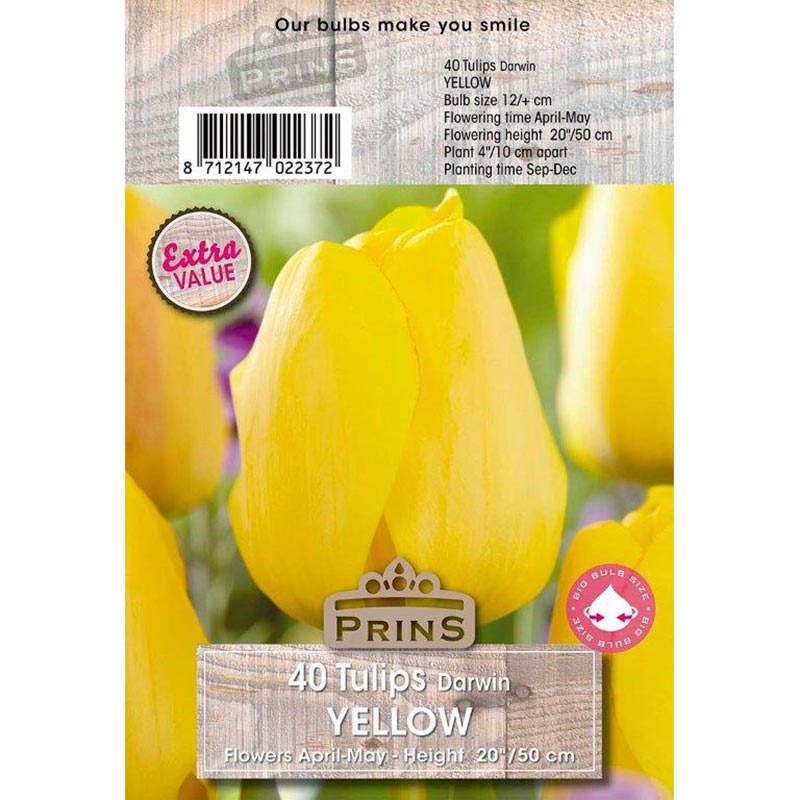 Tulip Darwin Yellow (40 Bulbs) image 0