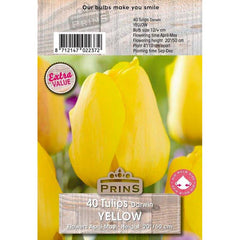 Tulip Darwin Yellow (40 Bulbs) image 0