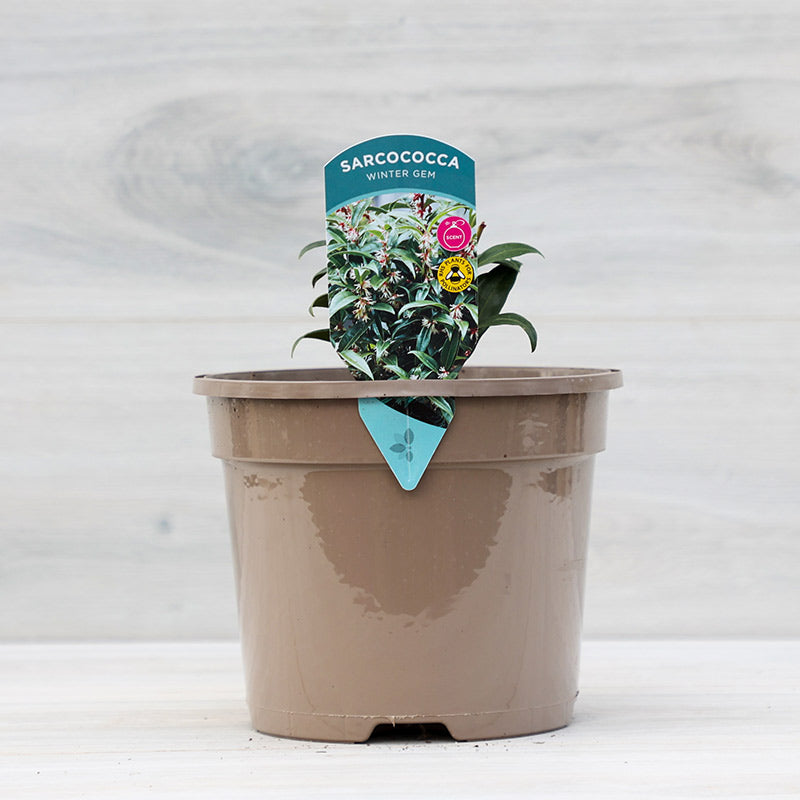 Sarcococca hookeriana ‘Winter Gem’ (3-Litre Pot) image 0