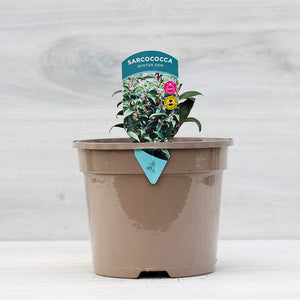 Sarcococca hookeriana ‘Winter Gem’ (3-Litre Pot) image 0